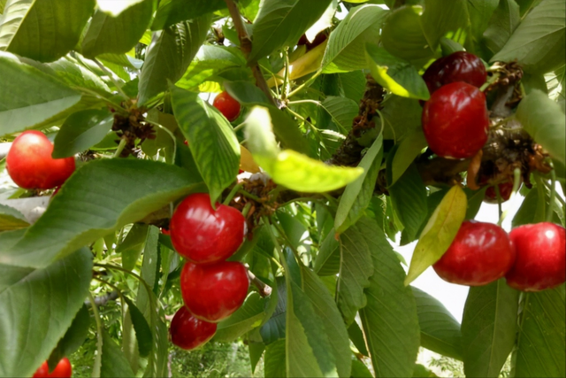 科普12个国产樱桃知名产区：天下樱桃出烟台？何处樱桃更好吃？