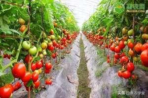 西红柿的种植株距(种植技术；番茄怎么种植？)