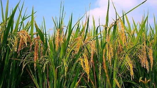 给力！最高2.2米，亩产突破1600斤，中科院全国首批巨型稻在邕试种成功