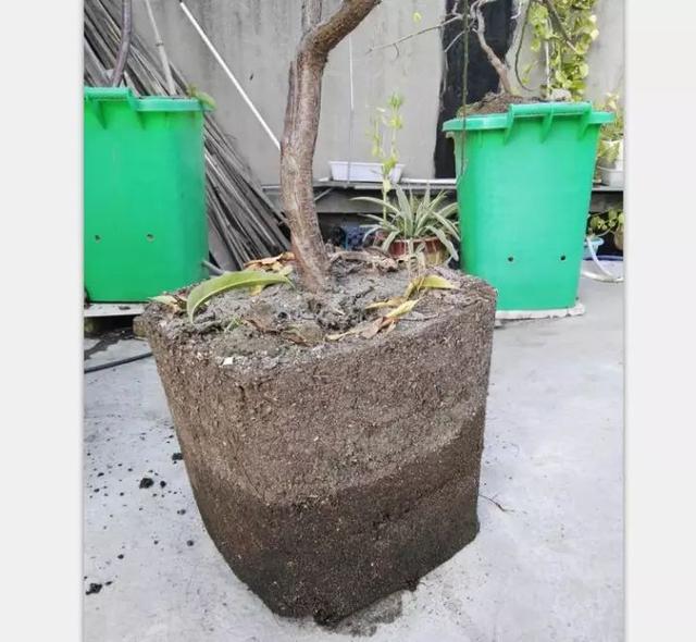 用二培箱栽种果树的简便方法