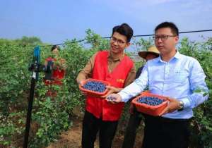 浙江蓝莓种植(浙江长兴：蓝莓特色产业助力乡村振兴)