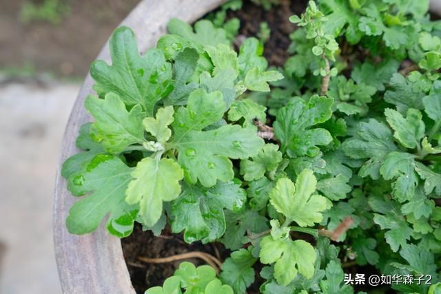 阳台盆栽茼蒿菜，种植方法技巧全攻略