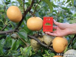 梨树苗种植方法(梨苗是怎么培育的？栽植时应该如何选择搭配品种？需要授粉吗？)