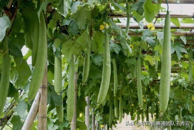种植高产丝瓜有窍门，农民“除须、摘雄”，丝瓜结满枝