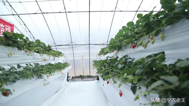 草莓立体栽培好处多？利用空间产量高！但不是越多层数越好的