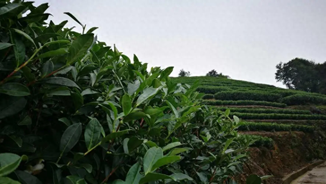 茶叶百科：茶树对生长环境有哪些特殊要求？