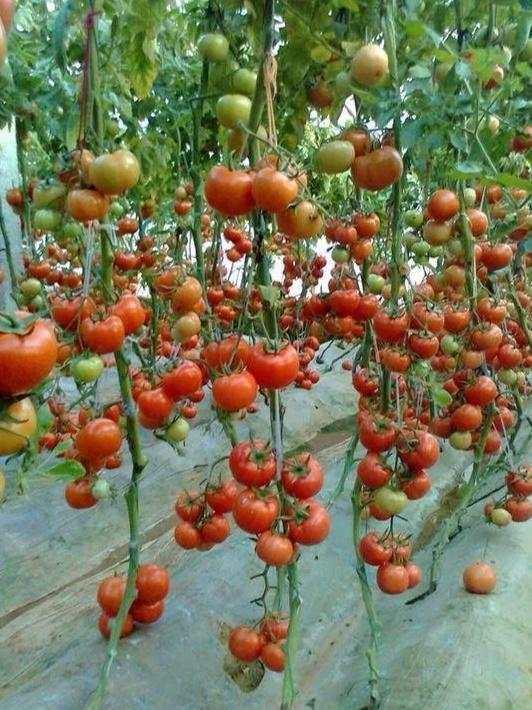 山西省运城的沙番茄马上就要上市啦！