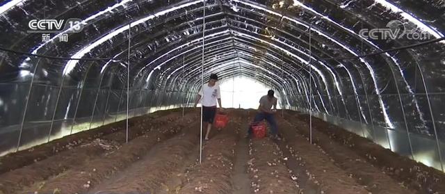 「丰收中国」贵州安龙：种植红托竹荪 带动农户增收