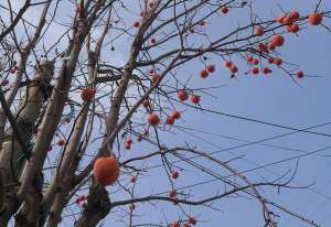 面果树种植(要想冬季柿子树红红火火，移栽挂果有诀窍，苗场老农教你如何种植)
