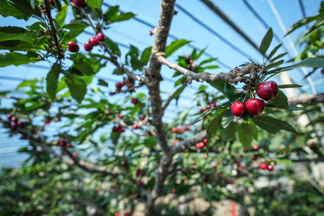 东北真鲜丨小樱桃大产业——探访辽宁大连樱桃种植户