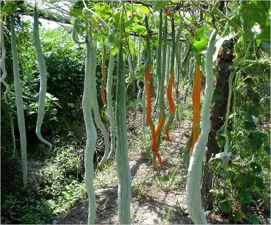 蛇瓜如何种植？蛇瓜的栽培管理技术