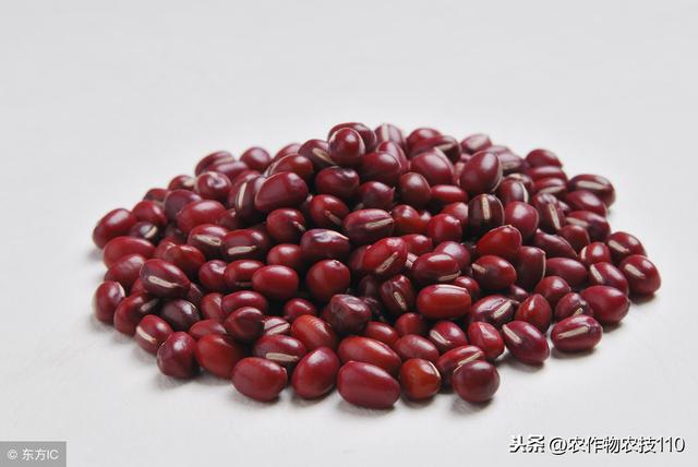 最实用的红豆高产栽培技术要点（干货）