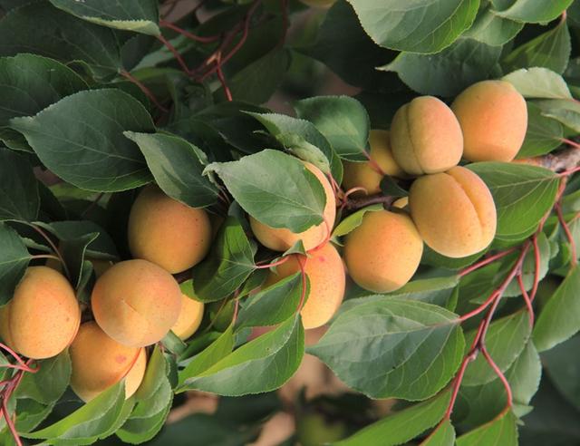 北方地区白银杏树日光温室促成栽培技术