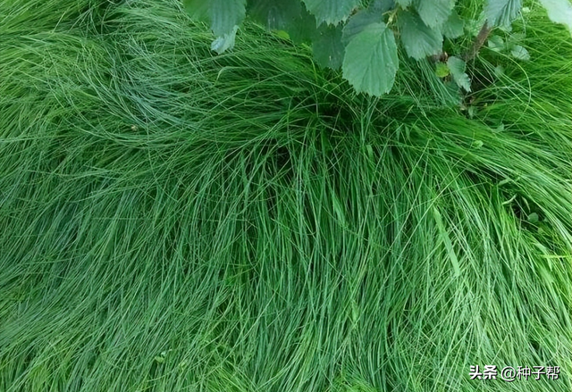 炎炎夏日，能替代人工除草植物，鼠茅草一举多得，可连续用4~5年