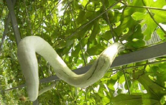 蛇瓜如何种植？蛇瓜的栽培管理技术
