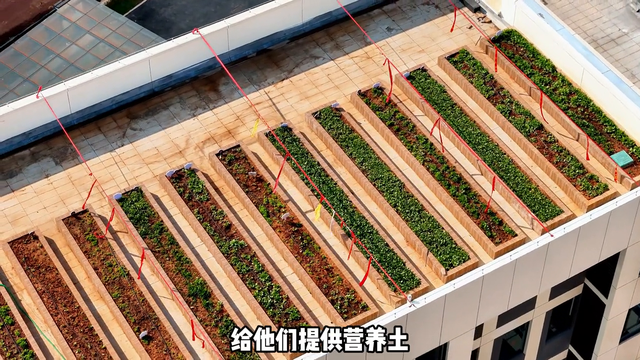 屋顶绿化工程土壤改良#屋顶绿化#轻质营养土