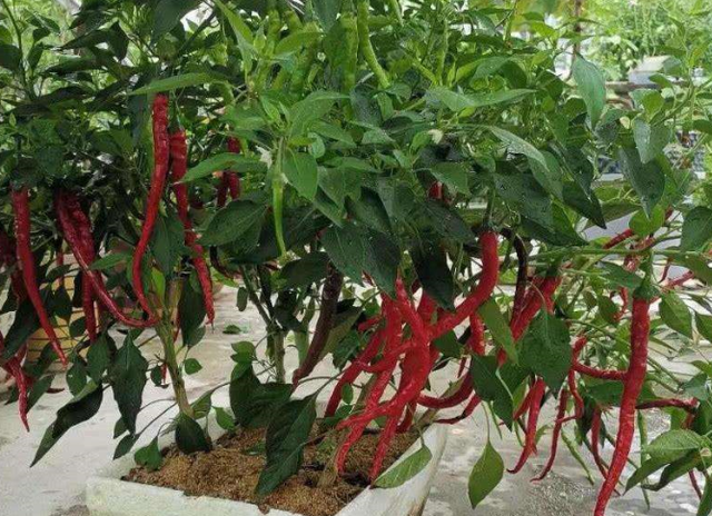 盆栽辣椒怎么种，记住几点就行了，辣椒一串串，开花又结果