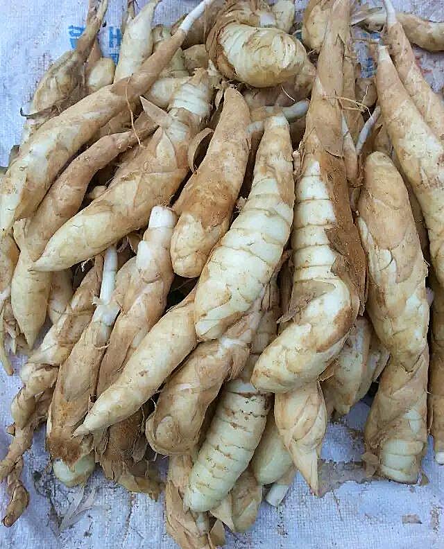 广东农村隐蔽的薯“竹根薯”