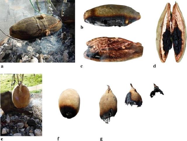 猴面包树寿命可达5000年，能吃能喝又能住，引进中国后却大变样？