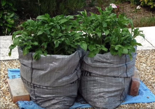 用塑料袋种点土豆，成本低一年下来收获满满，天天能到吃新鲜土豆