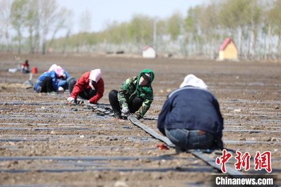 内蒙古粮食变革：从科技水稻到世界大米