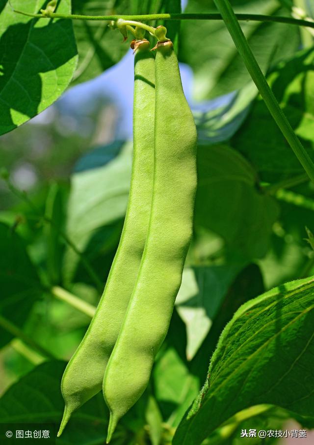 芸豆如何种植才能提高产量？它这些生长特性和管理技巧要知道！