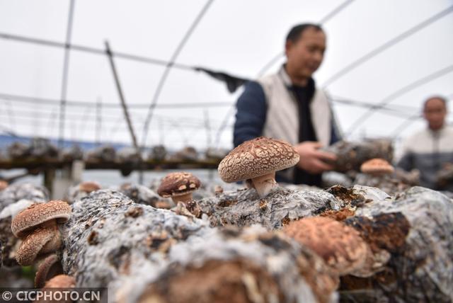 菌菇种植 助农增收