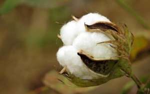 棉豆种植(棉花种植中的轮作，选择哪种作物比较好？听听专家的意见)