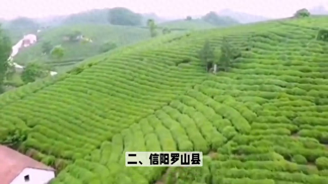 河南十大茶叶种植县，你去过几个？