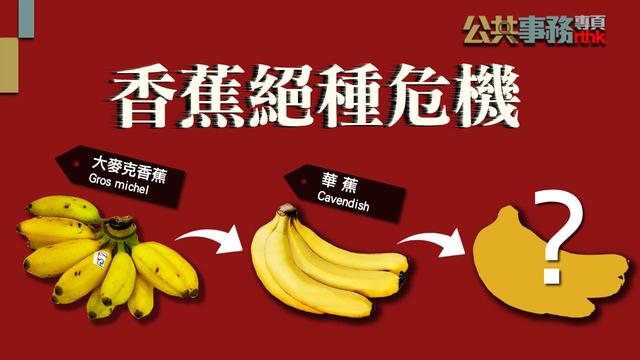 随处可见的香蕉快要灭种了？这是怎么回事？