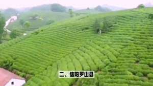 茶叶种植区(河南十大茶叶种植县，你去过几个？)
