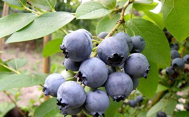 盆栽蓝莓这样养，枝头结满“蓝莓果”，安全无公害，好吃又有趣