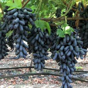 葡萄山地种植(甜蜜蓝宝石葡萄在河南焦作避雨限根栽培技术)