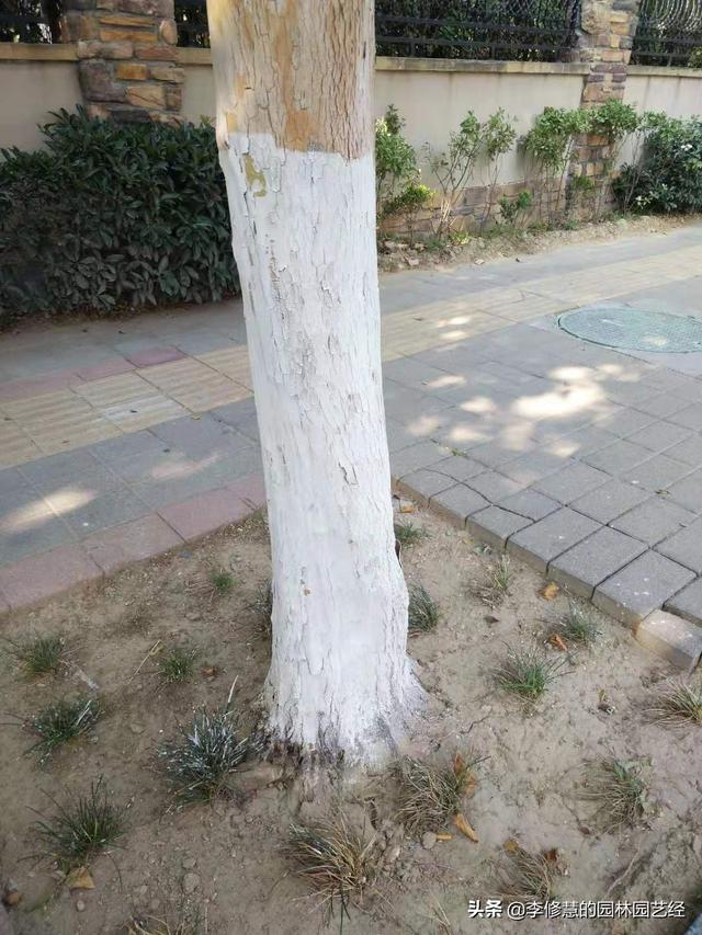 硬化铺装地面的树木移植技术