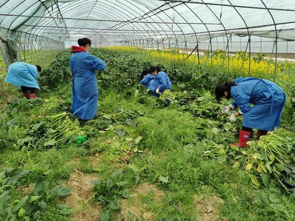 记者探访武汉各大种植基地和批发市场：蔬菜日采收量比消费量多一千多吨，供应很足
