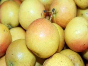 苹果梨 种植(苹果梨好吃还甜，学会种植方法去种植，种植出来的苹果梨还很水嫩)