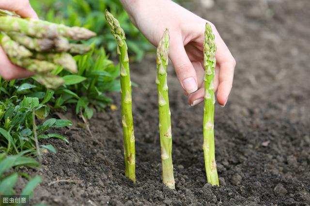 绿芦笋栽培技术，加强田间管理，提高产量和品质