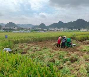 贵州水稻种植(亩产达117416公斤 “揭榜挂帅”助推贵州水稻单产再创新高)