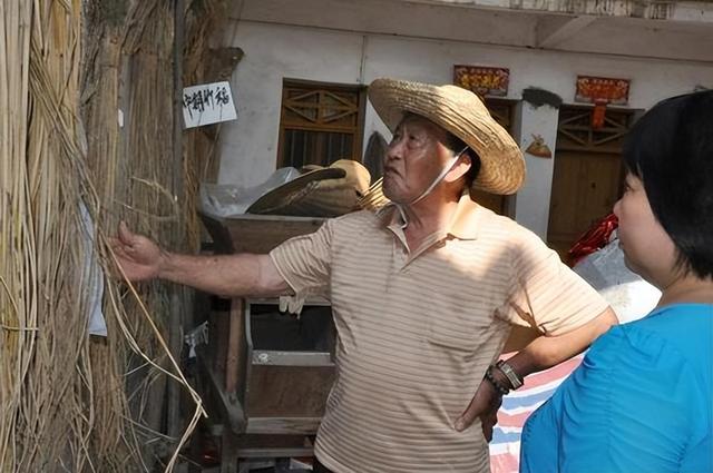 竹子和水稻杂交的新型竹稻，可长到2米，亩产千公斤却卖到20元1斤