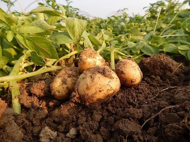 冬季种植土豆，怎么做才能高产