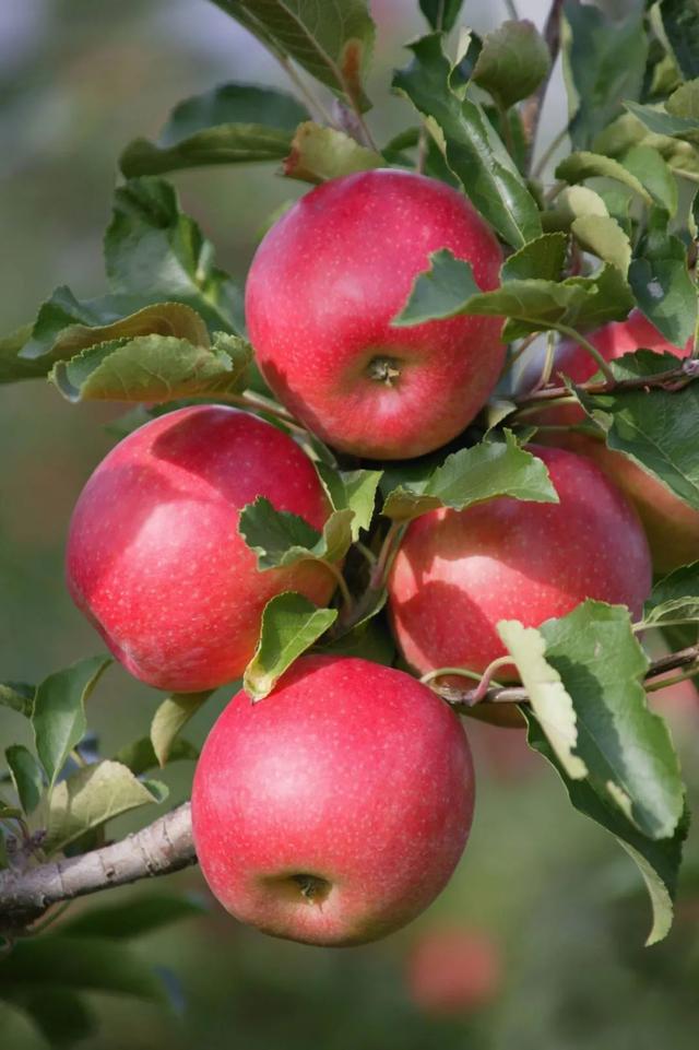 曾以为苹果盆景遥不可及，其实栽种与制作就是这样简单