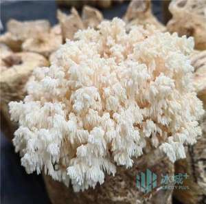 珊瑚菌种植方法(哈尔滨市农科院示范培育寒地珊瑚猴头新品系)