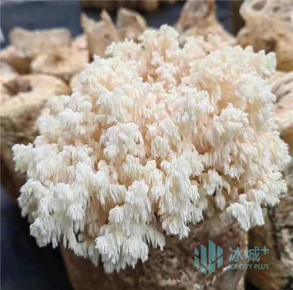 哈尔滨市农科院示范培育寒地珊瑚猴头新品系