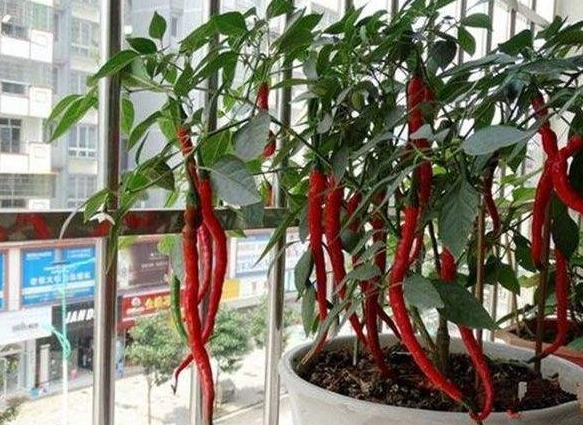 阳台种辣椒，长到一米高，挂果几十个，种3棵吃一年