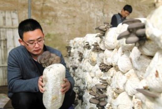 现代化蘑菇种植，给小伙带来1000万的产量收入