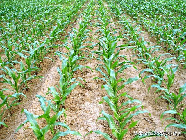 玉米怎样种植管理产量高？重点抓好这3个生长阶段的管理