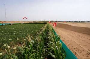 平房院种植西瓜树(郑州“专治平房漏水”的企业在腾格里沙漠种岀优质西瓜玉米)