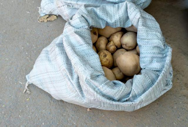 用塑料袋种点土豆，成本低一年下来收获满满，天天能到吃新鲜土豆