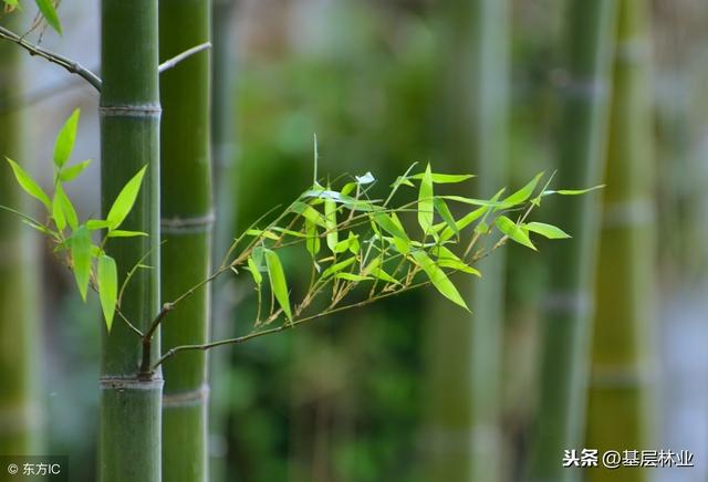 农村常用的竹子栽植方法，竹子这样种，成活有保障