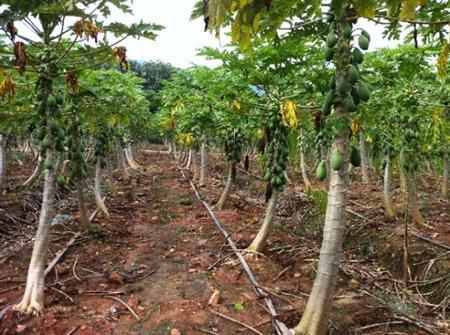 果用木瓜如何，在“南亚热带海洋性季风气候”下种植，丰产技术